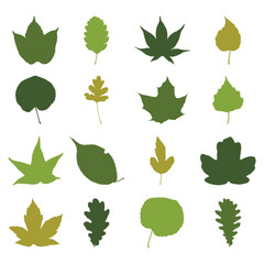 Vector set of leaves from different trees, including oak, maples, herbs, and bushes. 