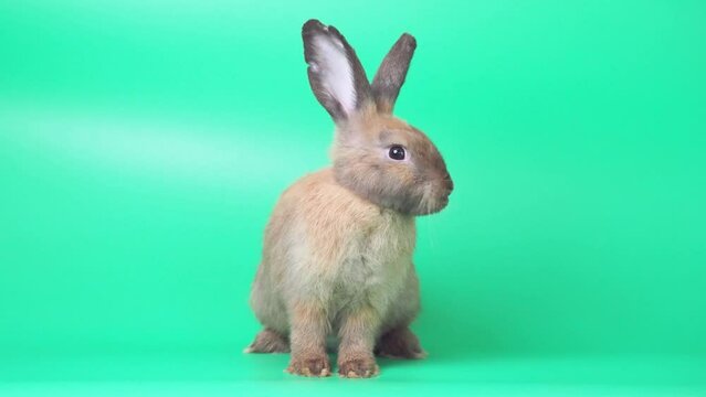Brown cute rabbit on green screen background.