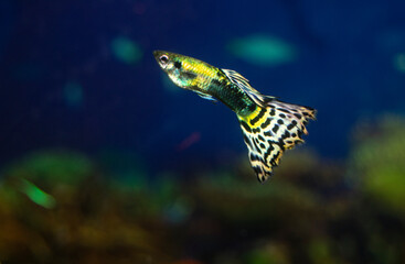 The guppy aquarium fish swims. The guppy aquarium fish swims. Latin name Poecilia reticulata.