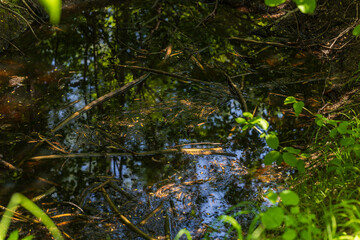 A body of water in a swamp from which reeds grow.