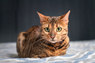 Portrait of a purebred Bengal cat in a home studio.