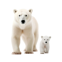 polar bear cub on PNG transparent background