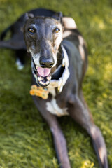 VERTICAL PORTRAIT OF A SMILING BLACK GREYHOUND RESTING IN THE GARDEN