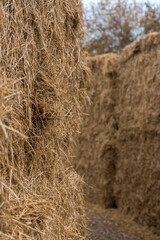 Naklejka premium Hay wall corridor labyrinth at christmas market fair in winter weather.
