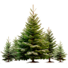 Christmas Trees, PNG
