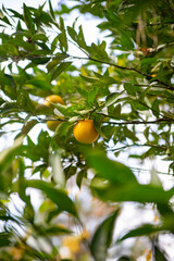 oranges on tree