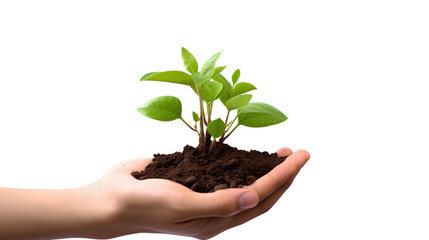 plant in hand on a transparent background PNG for easy decorating your projects.