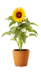 sunflower in a pot isolated
