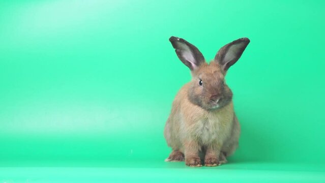 Brown cute rabbit on green screen background.