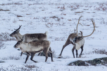 Bull Caribou calling to cows