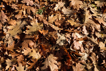 Landscape with many large brown, yellow and orange colored leaves on dried grass in a garden in a sunny autumn day