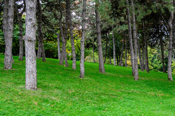 Fototapeta premium Many large pine trees trunks and vivid green grass in a garden during a sunny autumn day, beautiful outdoor background photographed with soft focus.