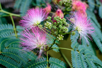 Vivid pink mimosa pudica flowers and green leaves in a garden in a sunny summer day, beautiful outdoor floral background photographed with soft focus.