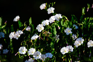 Many white flowers of Convolvulus arvensis plant, commonly known as field bindweed in a British cottage style garden in a sunny summer day, beautiful outdoor floral background.