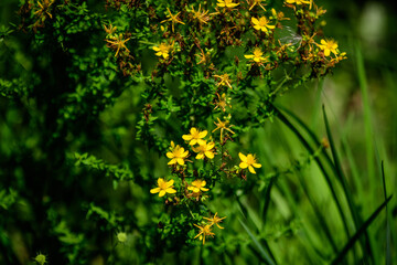 Many delicate yellow flowers of Hypericum perforatum plant, commonly known as.perforate or common St John's wort, in a garden in a sunny spring day