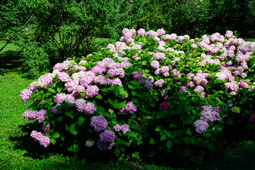 Fototapeta premium Large vivid magenta pink hydrangea macrophylla or hortensia shrub in full bloom in a flower pot, with fresh green leaves in the background, in a garden in a sunny summer day.