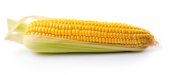 The image depicted a healthy yellow ear of corn, isolated in a white background, showcasing the natural and nutritious aspects of this sweet vegetable grain.