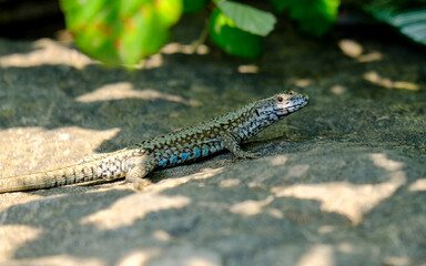 Young sand lizards looking for food, photographed in Germany on a sunny day. 