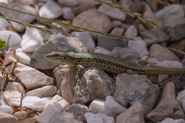 Young sand lizards looking for food, photographed in Germany on a sunny day. 