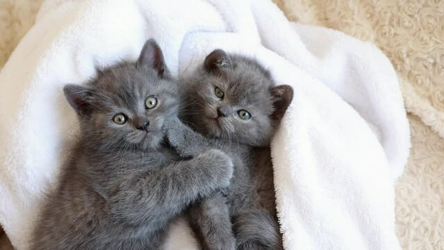 very cute grey kittens of British breed are lying on their backs hugging, licking each other, cute pets, looking at camera 