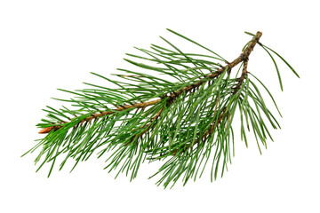 spring pine on a white isolated background