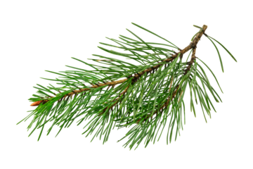 spring pine on a white isolated background