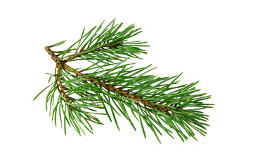 spring pine on a white isolated background