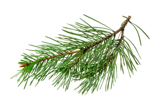 spring pine on a white isolated background