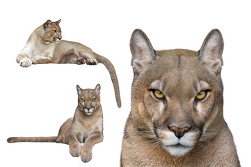 puma portrait isolated on white background