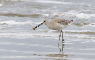 Willet (Catoptrophorus semipalmatus)