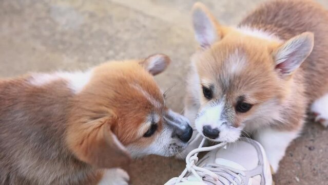 funny Welsh corgi puppies gnaw the laces on a sneaker
