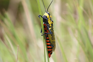Grasshopper 