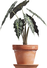Fototapeta premium Side view of potted houseplant - Alocasia