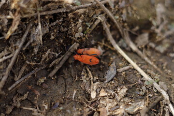 Soapberry Bugs (Subfamily Serinethinae) Bugs