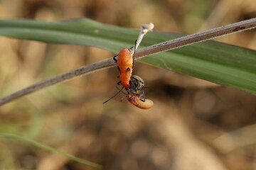 Soapberry Bugs (Subfamily Serinethinae) Bugs