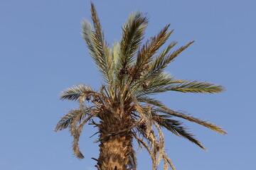 palm tree on sky background
