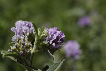 Beautiful green grass as background