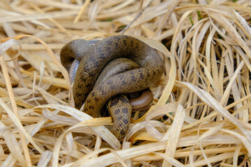 Young grass snake eating a slow worm, photographed in Germany on a sunny day. 