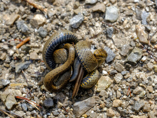 Young grass snake eating a slow worm, photographed in Germany on a sunny day. 