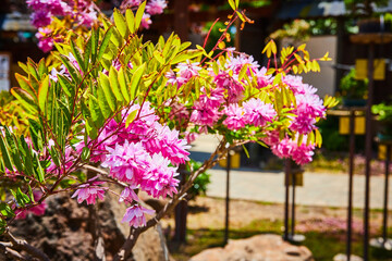 Pretty pink flowers on end of miniature tree with peaceful Japanese bonsai garden background