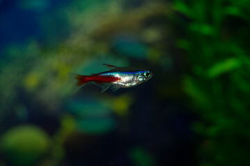 Neon aquarium fish swim. One fish is blue-red-gray. Paracheirodon innesi-Latin name.