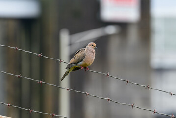 mourning dove on wire