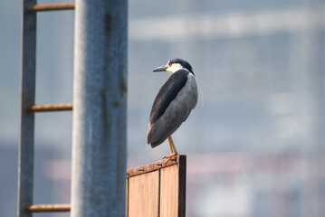 night heron at a dam