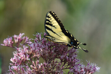 yellow swallowtail butterfly on pink milkweed flower