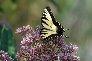 yellow swallowtail butterfly on pink milkweed flower