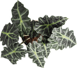 Top view of potted houseplant - Alocasia