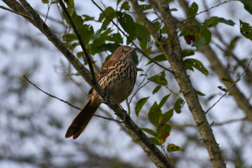 brown thrasher bird on a branch