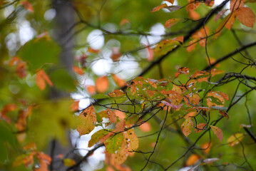 autumn leaves on a branch