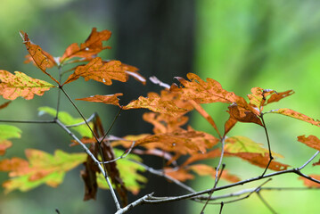 orange oak leaves in fall