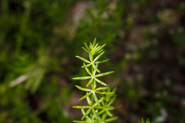 galium verum, ladys yellow bedstraw soft focused macro shot on blurry forest background, wild flora in summer
